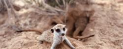 Imagen de un suricata (Suricata suricatta), especie analizada en el estudio. Imagen de un suricata (Suricata suricatta), especie analizada en el estudio.