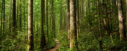 Esta nueva investigación defiende una transformación profunda en la manera de gestionar los bosques europeos / istock Esta nueva investigación defiende una transformación profunda en la manera de gestionar los bosques europeos / istock