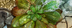 Reproducción artística de una Arabidopsis 