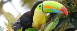 La AECID impulsa la restauración ecológica en la Cuenca Hidrográfica del Canal de Panamá