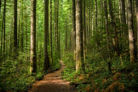 Esta nueva investigación defiende una transformación profunda en la manera de gestionar los bosques europeos / istock