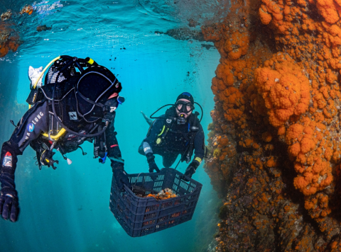 Rescate de colonias. Imágenes cedidas por la Asociación Hombre y Territorio