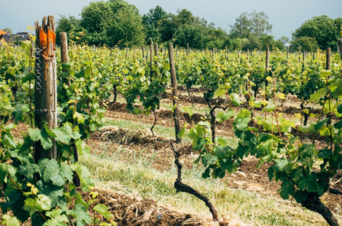El Gobierno de Navarra ensaya prácticas agroecológicas para adaptar los viñedos al cambio climático y mejorar su resiliencia